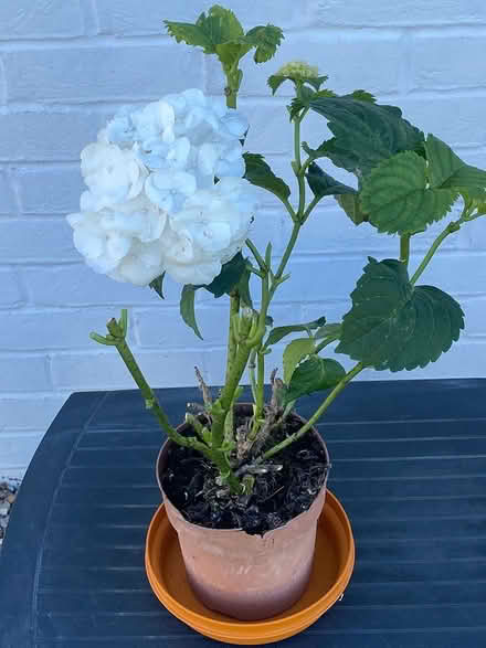 Photo of free Hydrangea - white (ME16 - Allington) #1