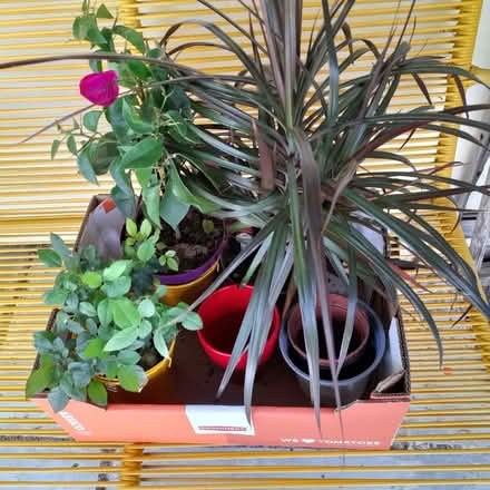 Photo of free House Plants & Pots (Chichester PO19) #1