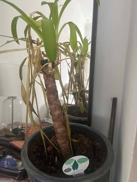 Photo of free Yukka plant (DH4) #1