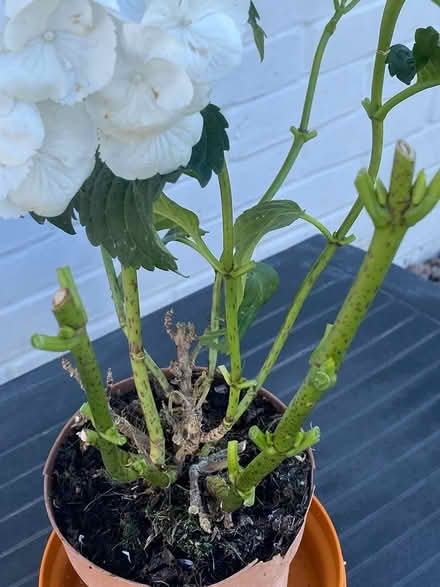 Photo of free Hydrangea - white (ME16 - Allington) #3