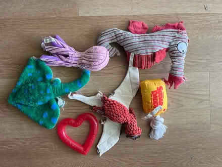 Photo of free Dog toys and harness (Hurley NY) #4