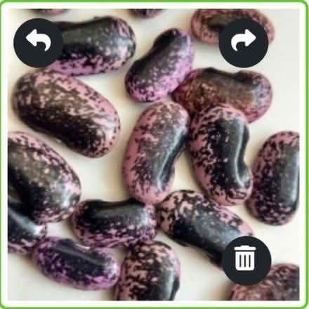 Photo of free 30 runner beans (IP2) #1