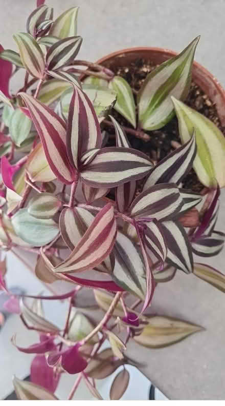 Photo of free Tradescantia- had a "haircut" (Hornsey/Crouch End N8) #1