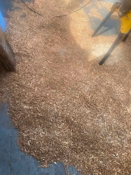 Photo of free Fresh oak planer shavings (BS10) #2