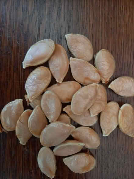 Photo of free 30 grey pumpkin seeds (IP2) #1