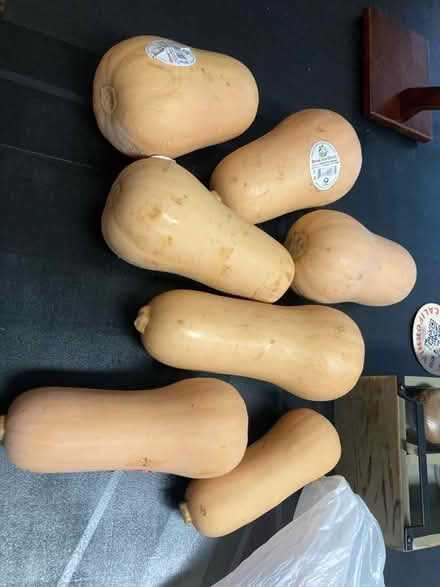 Photo of free 8 butternut squashes (Willow Glen) #1