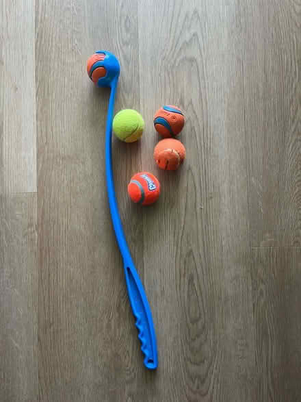 Photo of free Dog toys and harness (Hurley NY) #1