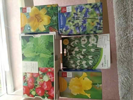 Photo of free Flower bulbs + strawberry/mint kit (Thatcham RG18) #1