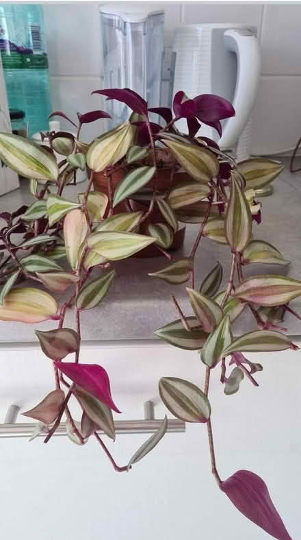Photo of free Tradescantia- had a "haircut" (Hornsey/Crouch End N8) #3