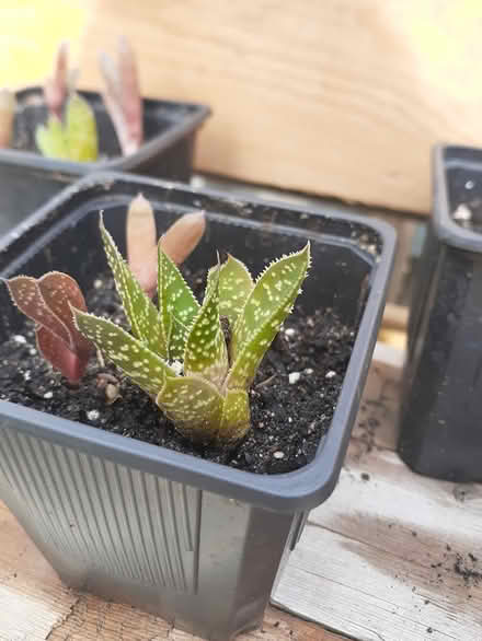 Photo of free Baby Aristaloe plants (Riverside South) #2