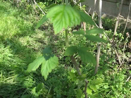 Photo of free Raspberry Canes. (Parson's Heath CO4) #3