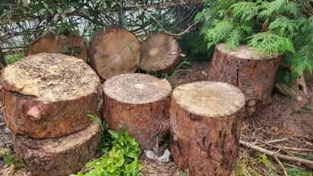 Photo of free Logs (Bucknell SY7) #1