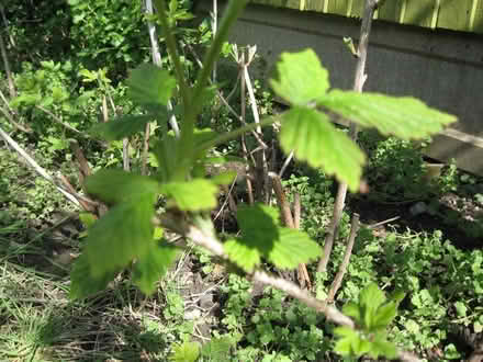 Photo of free Raspberry Canes. (Parson's Heath CO4) #2