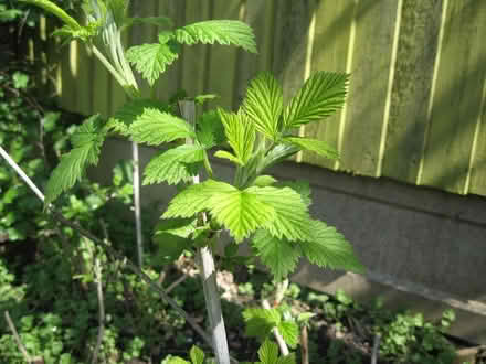 Photo of free Raspberry Canes. (Parson's Heath CO4) #1