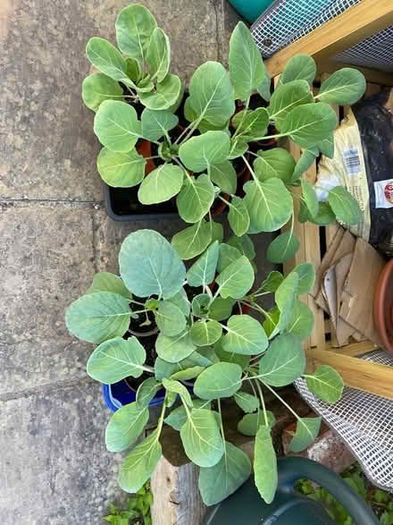 Photo of free Sprout plants (Portsmouth) #1