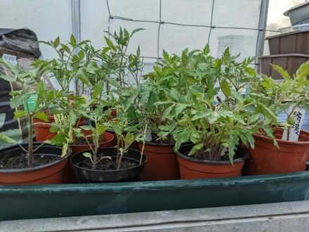 Photo of free Tomato plants - Heirloom varieties (Bolton le Sands LA5) #2
