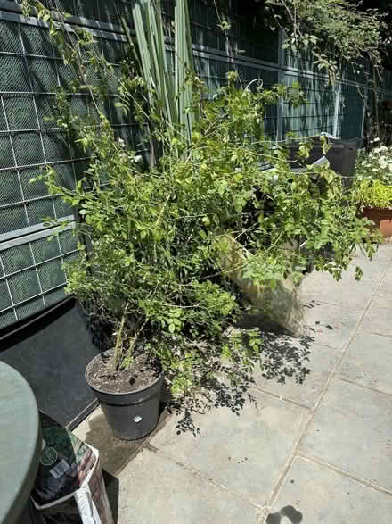 Photo of free Dog Rose shrub (Tunbridge Wells S. TN2) #1