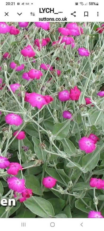 Photo of Rose Campion (Morden SM4) #1