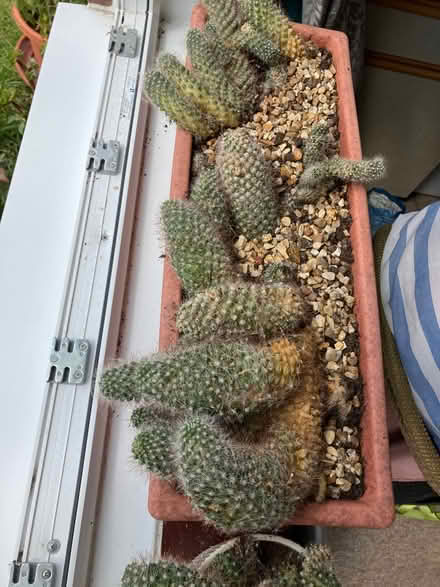 Photo of free Family of cacti (BA13) #2