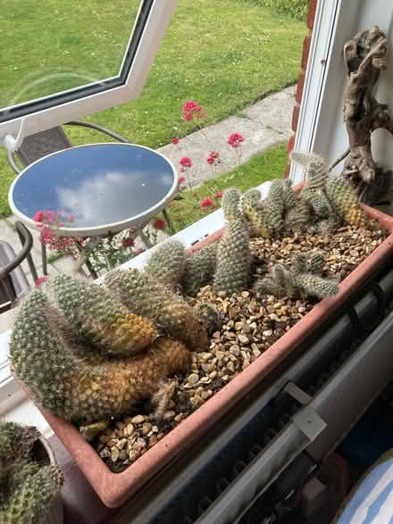 Photo of free Family of cacti (BA13) #3
