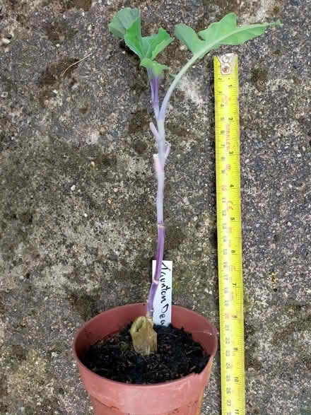 Photo of free Taunton Deane kale rooted cutting (Littleover DE23) #1