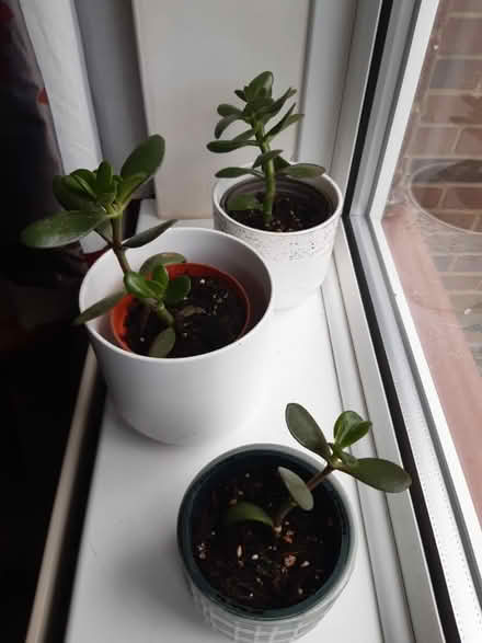 Photo of free "Baby" money plants (Parsons Heath, CO4) #1