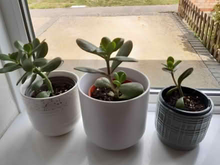 Photo of free "Baby" money plants (Parsons Heath, CO4) #2