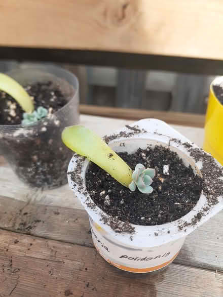 Photo of free Echeveria pulidonis Succulent (Riverside South) #2