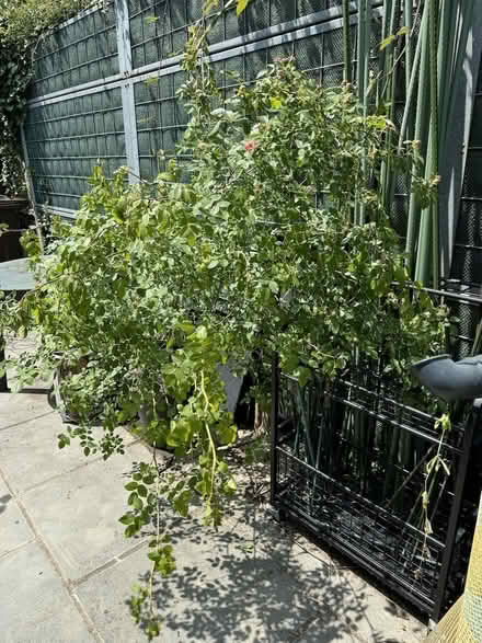 Photo of free Dog Rose shrub (Tunbridge Wells S. TN2) #4