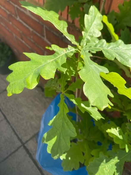 Photo of free Oak tree sapling (Norwich) #2