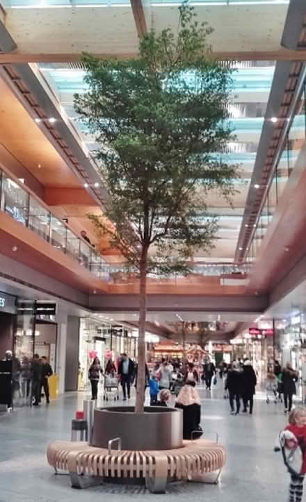 Photo of large indoor tree (Hollinsend S12) #1