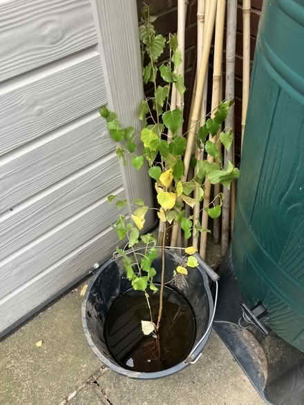 Photo of free Silver birch sapling (Malvern Link WR14) #1