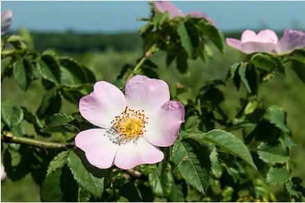 Photo of free Dog Rose shrub (Tunbridge Wells S. TN2) #3