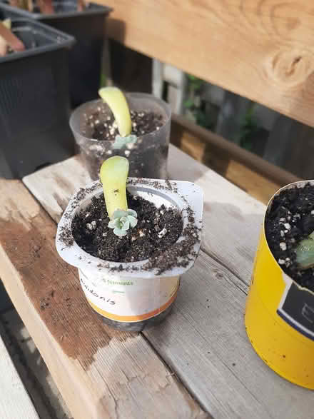 Photo of free Echeveria pulidonis Succulent (Riverside South) #1