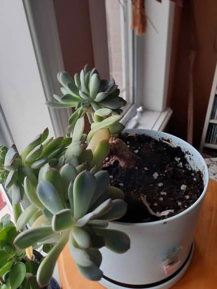 Photo of free Echeveria pulidonis Succulent (Riverside South) #4