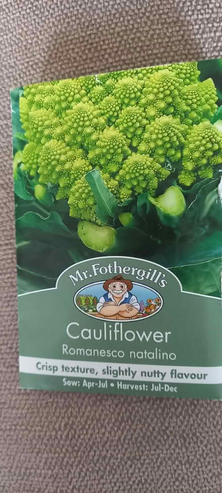 Photo of free 6 cauliflower plants ready to plant out (Harrogate HG2) #1