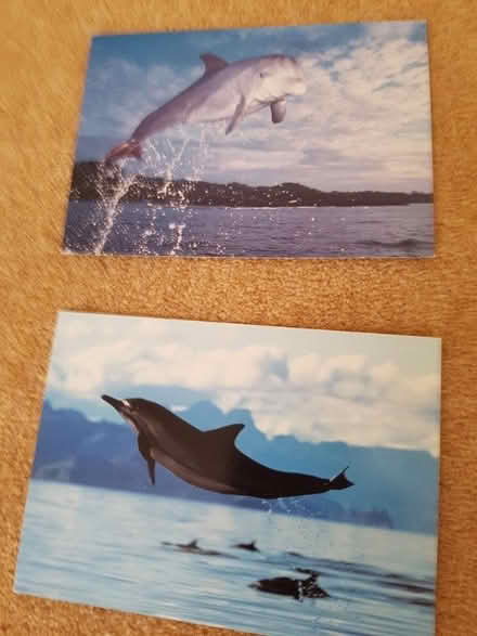 Photo of free 2 more greeting cards (Southbourne BH6) #1