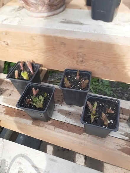 Photo of free Baby Aristaloe plants (Riverside South) #3