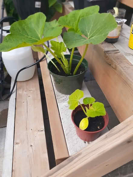 Photo of free Acorn squash plant (Riverside South) #1