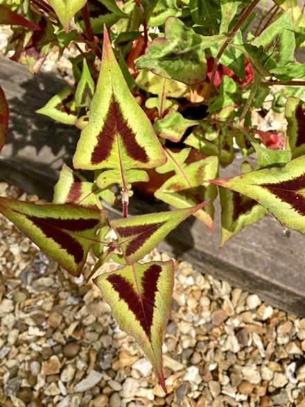 Photo of free Plant - persicaria (Triscombe TA4) #1