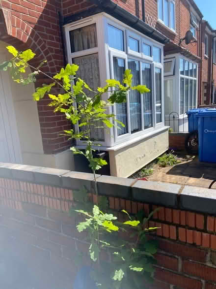 Photo of free Oak tree sapling (Norwich) #1