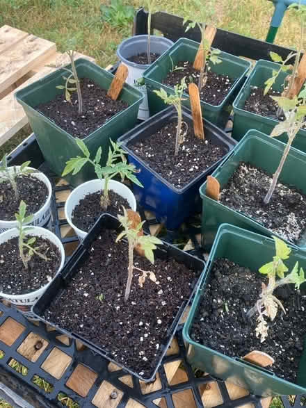 Photo of free Tomato plants (Farrington’s Grove) #1