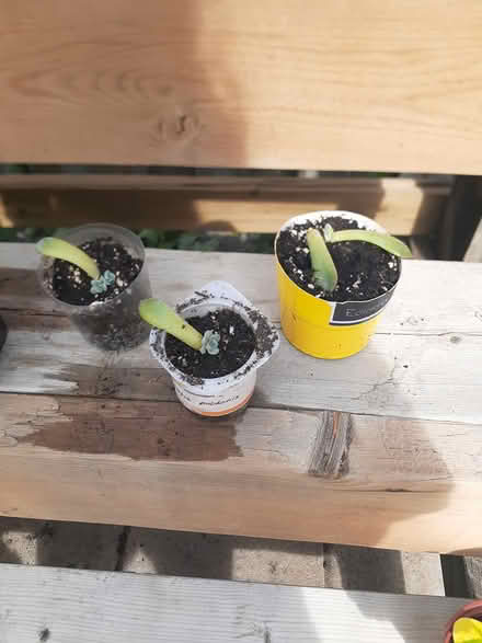 Photo of free Echeveria pulidonis Succulent (Riverside South) #3