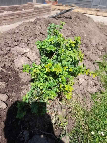 Photo of free Small Bush plant (Penwortham Lane PR1) #1