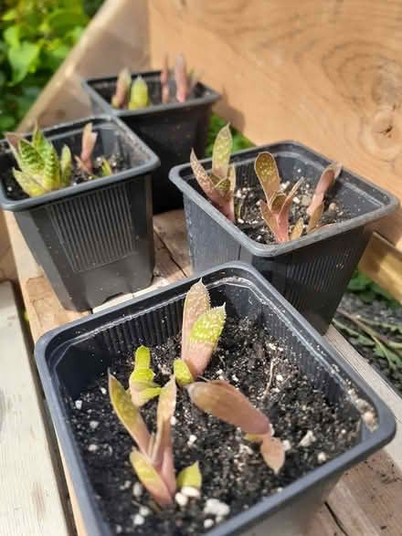 Photo of free Baby Aristaloe plants (Riverside South) #1