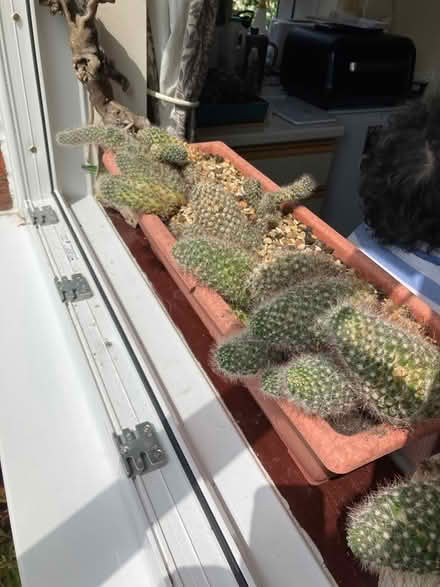 Photo of free Family of cacti (BA13) #1