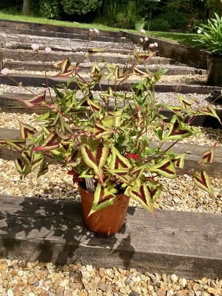 Photo of free Plant - persicaria (Triscombe TA4) #2