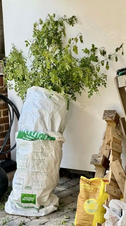 Photo of free Dog Rose shrub (Tunbridge Wells S. TN2) #2