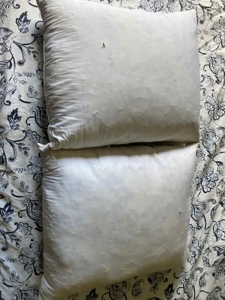 Photo of free Two feather cushions (GL5) #1