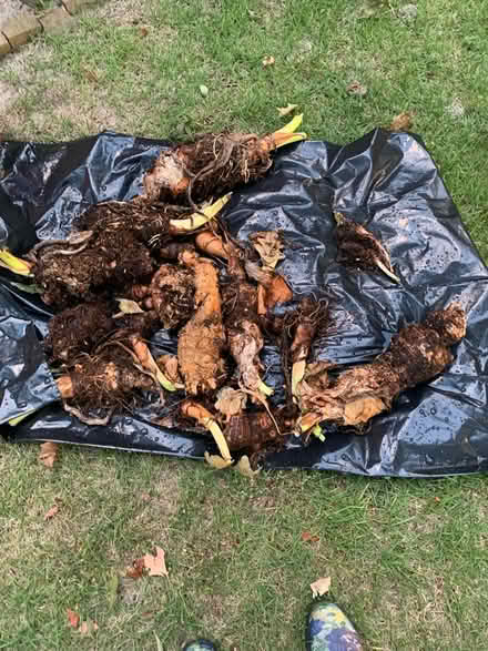 Photo of free Elephant Ear Plants (Stockbridge-138@155 Rockdale) #1